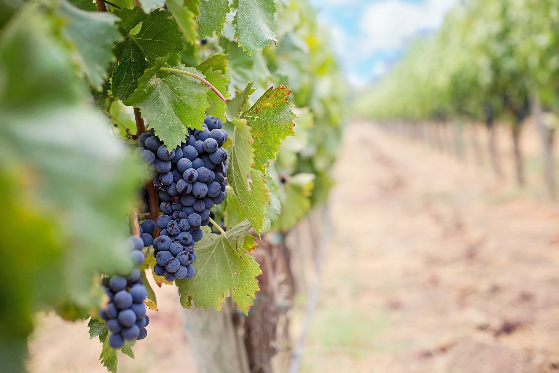 Viñedos de Mendoza