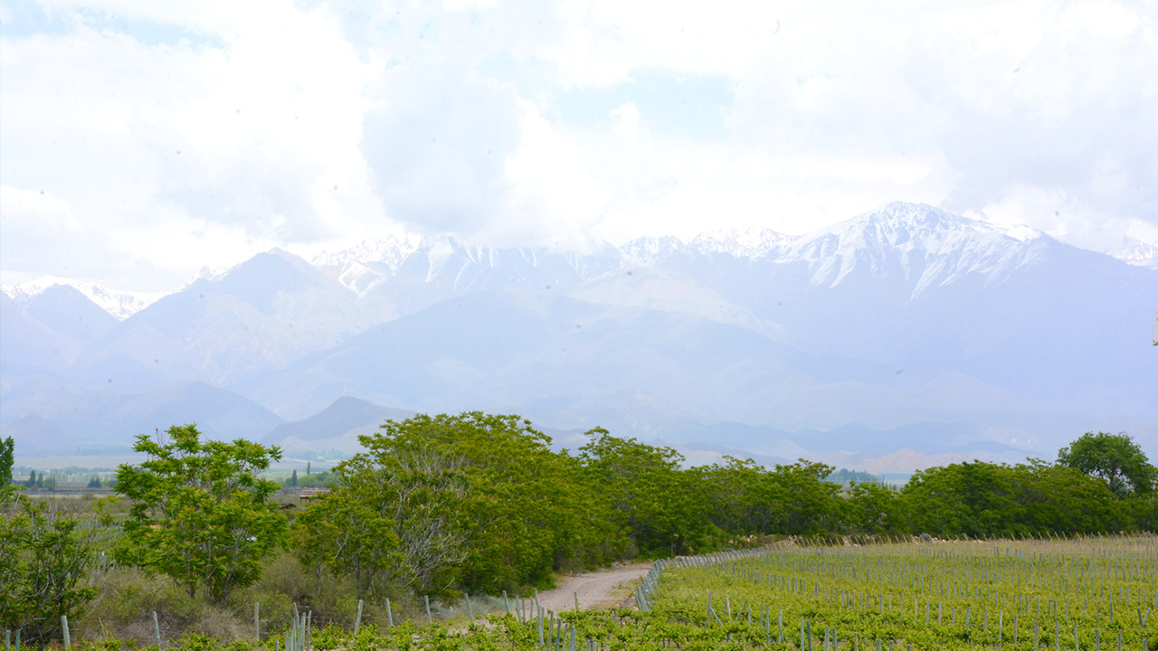 Bodegas Valle de Uco